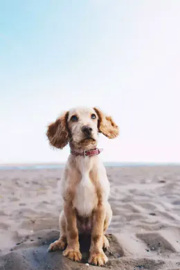 Best Website Builder for Dog Breeders