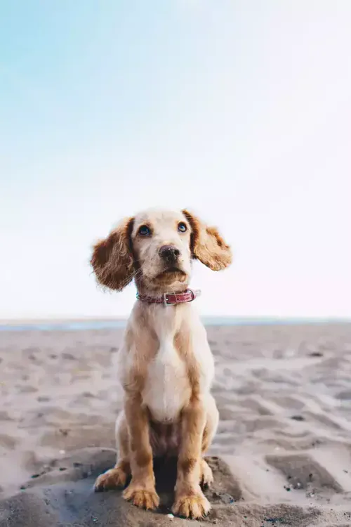 Best Website Builder for Dog Breeders